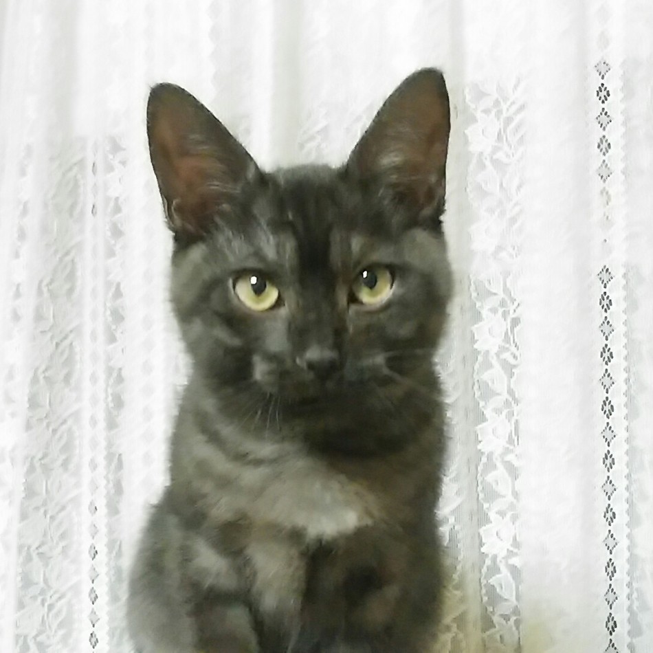 咲桜　　さら　　♀のカバー写真