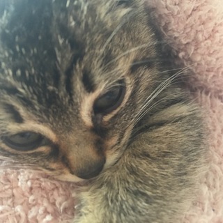 飼い犬のところにいつのまにか紛れてました