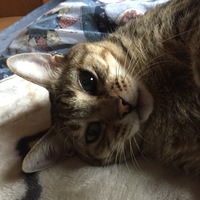 チィ