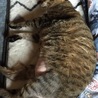 の写真