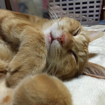 の写真
