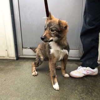 雑種（生後５か月）男の子