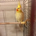新しい家族探してます。