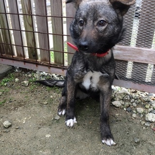 雑種生後５か月の男の子