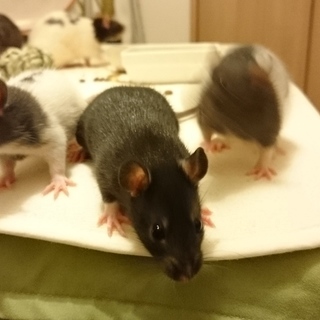 こどもラット！ありがとうございました！！！