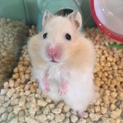 ロングサテンのハムスター（女の子）