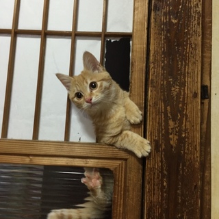 お転婆子茶トラちゃん