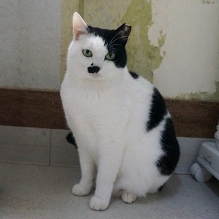 怖がり、ビビり、でもネコジャラシ大好き