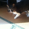 とっても人懐こい成猫 きじちゃん（仮名） サムネイル4
