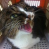 とっても人懐こい成猫 きじちゃん（仮名） サムネイル7