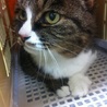 とっても人懐こい成猫 きじちゃん（仮名） サムネイル6