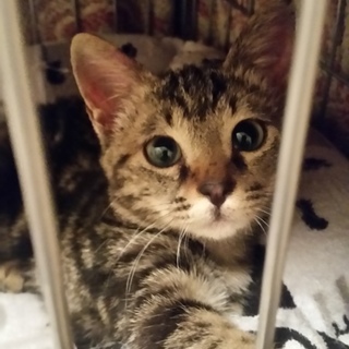 可愛いアメショーmix