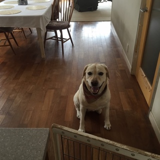 ラブラドール 9歳 糖尿病あり