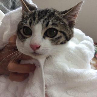 とっても美男子、キジ白くん♪