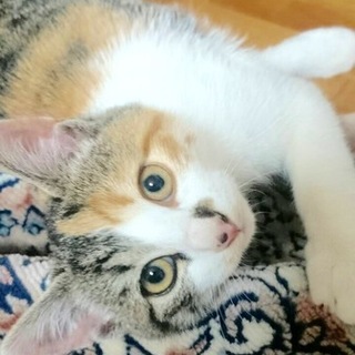 人懐こい女の子ハナちゃん