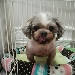 繁殖屋の遺棄したシーズー