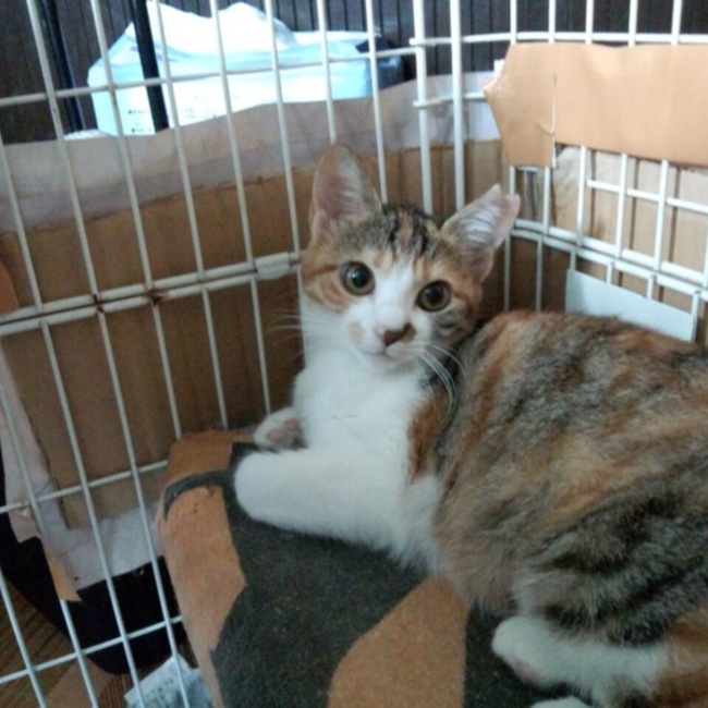 横浜地域猫をすすめる会のカバー写真