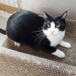 気まぐれな、ツンデレ女王様