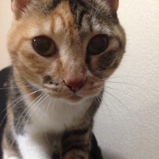 この子が幸せになりますように！三毛♀