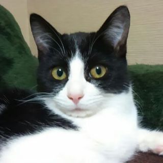 白黒はちわれの女の子