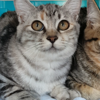 珍しい三毛柄★メス★おっとりした子です