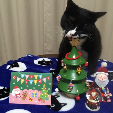 猫的クリスマスの楽しみ方、2015。星、おいしい。モグモグ。