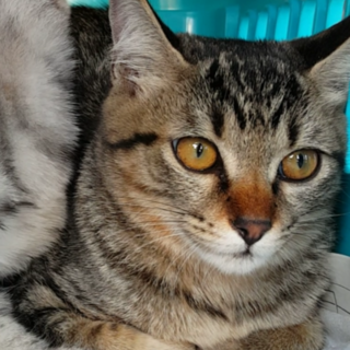 キジトラ★メス★おっとりした子です