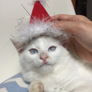 ★青い眼のイケメン★超甘えん坊さんのママ募集