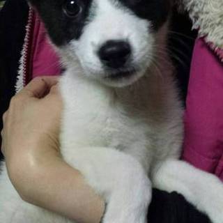 ２ヶ月の甘えん坊です(交渉中)