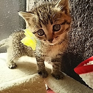 センターレスキューの仔猫ちゃん