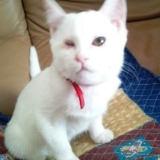 養子ちゃん。右目が不自由ですが元気いっぱいです