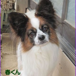 パピヨン　４歳