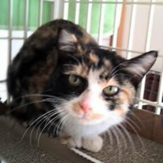 りんごちゃん。人馴れしててかわいいです