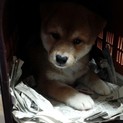 子犬の柴ちゃん♡オリオン