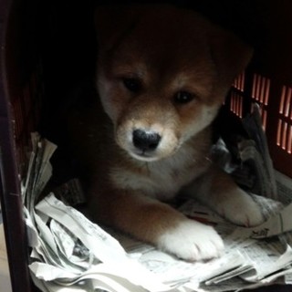 子犬の柴ちゃん♡オリオン
