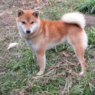 わがままさん丸君のお家さがしています。