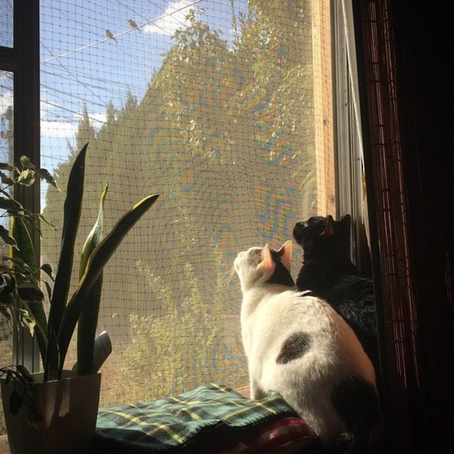 ねこの肉球のカバー写真