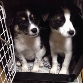 無事2匹に家族が出来ました★