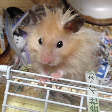 少し太りました。
