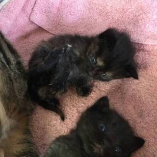 里親募集！コマさん