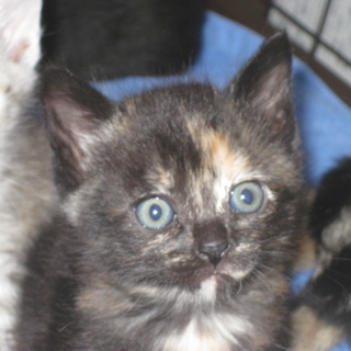 里親募集！がっちゃん