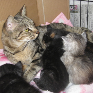 里親募集！おかあちゃん