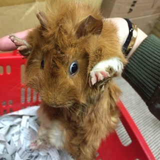 モルモット
