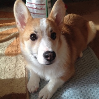 里親を募集してます