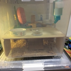 「ハムスターケージ再びリフォーム！」サムネイル2