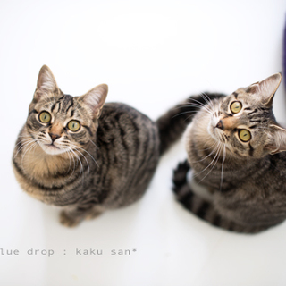 きじとら兄妹「さん・かく・まる」家族募集☆