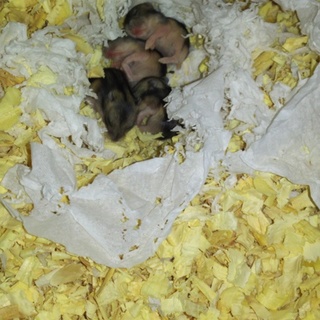 可愛い赤ちゃん誕生しました