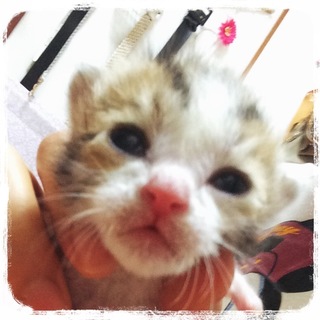 12/15生まれのキジトラ模様の子猫