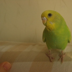 ふくちゃんのお気に入り