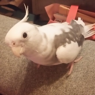 お返事お待ちください大変申し訳ありません。